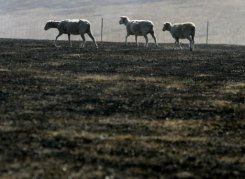 Des moutons à la recherche de pâturages après un incendie provoqué par la sécheresse dans la province de Kinglake le 9 février 2009  © 2010 AFP Rick Rycroft