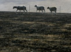 Des moutons à la recherche de pâturages après un incendie provoqué par la sécheresse dans la province de Kinglake le 9 février 2009  © 2010 AFP Rick Rycroft Des moutons à la recherche de pâturages après un incendie provoqué par la sécheresse dans la province de Kinglake le 9 février 2009  © 2010 AFP Rick Rycroft