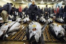 Des acheteurs examinent des thons le 5 janvier au marché aux poissons de Tokyo © 2010 AFP Jiji Press