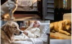Le chien du pape François ébranlé par la mort de son maître ?